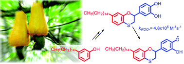 Graphical abstract: Amphiphilic antioxidants from “cashew nut shell liquid” (CNSL) waste