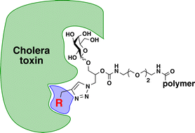 Graphical abstract: Multifunctional multivalency: a focused library of polymeric cholera toxin antagonists