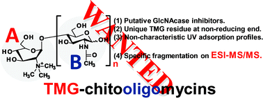 Graphical abstract: MS/MS fragmentation-guided search of TMG-chitooligomycins and their structure–activity relationship in specific β-N-acetylglucosaminidase inhibition