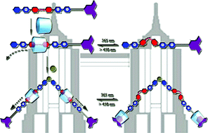 Graphical abstract: Coordination-assembly for quantitative construction of bis-branched molecular shuttles