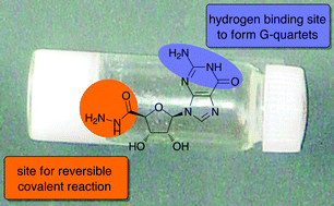 Graphical abstract: Release of bioactive volatiles from supramolecular hydrogels: influence of reversible acylhydrazone formation on gel stability and volatile compound evaporation