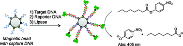 Graphical abstract: Development of a lipase-based optical assay for detection of DNA