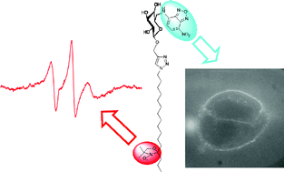 Graphical abstract: Nitroxide–fluorophore double probes: a potential tool for studying membrane heterogeneity by ESR and fluorescence