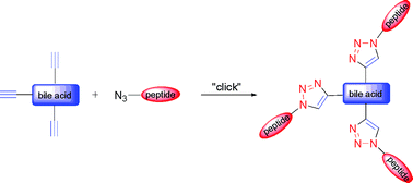 Graphical abstract: Design and synthesis of bile acid–peptide conjugates linked viatriazole moiety