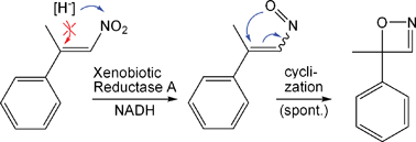 Graphical abstract: Reductive biotransformation of nitroalkenes via nitroso-intermediates to oxazetes catalyzed by xenobiotic reductase A (XenA)