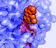 Graphical abstract: Binding of alkaloids into the S1 specificity pocket of α-chymotrypsin: Evidence from induced circular dichroism spectra