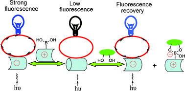 Graphical abstract: A highly sensitive water-soluble system to sense glucose in aqueous solution