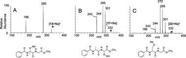 Graphical abstract: Gas-phase ion-molecule reactions using regioselectively generated radical cations to model oxidative damage and probe radical sites in peptides