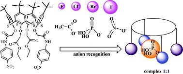 Graphical abstract: p-tert-Butyl thiacalix[4]arenes functionalized at the lower rim by amide, hydroxyl and ester groups as anion receptors