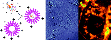 Graphical abstract: Transfection of living HeLa cells with fluorescent poly-cytosine encapsulated Ag nanoclusters