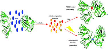 Graphical abstract: Simultaneous chemical and photochemical protein crosslinking induced by irradiation of eye lens proteins in the presence of ascorbate: the photosensitizing role of an UVA–visible-absorbing decomposition product of vitamin C