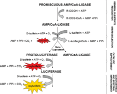 Graphical abstract: The origin of luciferase activity in Zophobas mealworm AMP/CoA-ligase (protoluciferase): luciferin stereoselectivity as a switch for the oxygenase activity