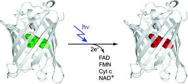 Graphical abstract: Fluorescent proteins as light-inducible photochemical partners