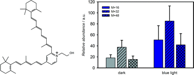 Graphical abstract: Blue light induced A2E oxidation in rat eyes – experimental animal model of dry AMD