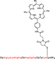 Graphical abstract: Effective photoinactivation of Gram-positive and Gram-negative bacterial strains using an HIV-1 Tat peptide–porphyrin conjugate