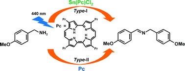 Graphical abstract: Porphycene-mediated photooxidation of benzylamines by visible light