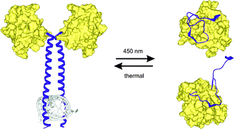 Graphical abstract: A photoswitchable DNA-binding protein based on a truncated GCN4-photoactive yellow protein chimera