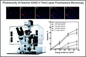 Graphical abstract: Phototoxicity of Hoechst 33342 in time-lapse fluorescence microscopy