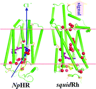 Graphical abstract: Structural divergence and functional versatility of the rhodopsin superfamily