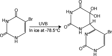 Graphical abstract: A (6–4) photoproduct of 5-bromouracil