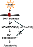 Graphical abstract: UVB-Induced p21 degradation promotes apoptosis of human keratinocytes