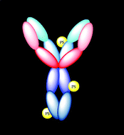 Graphical abstract: Photosensitiser–antibody conjugates for photodynamic therapy