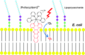 Graphical abstract: Photodynamic inactivation of Escherichia coli by Ru(ii) complexes