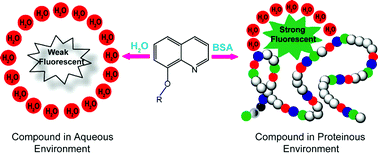 Graphical abstract: Environment-sensitive amphiphilic fluorophore for selective sensing of protein