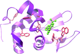 Graphical abstract: A spectral deciphering of the binding interaction of an intramolecular charge transfer fluorescence probe with a cationic protein: thermodynamic analysis of the binding phenomenon combined with blind docking study