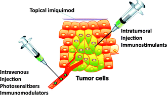 Graphical abstract: Combination approaches to potentiate immune response after photodynamic therapy for cancer