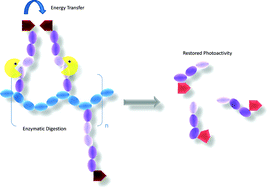 Graphical abstract: On the cutting edge: protease-sensitive prodrugs for the delivery of photoactive compounds