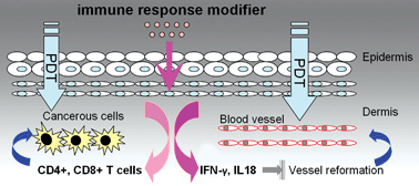 Graphical abstract: Combination of photodynamic therapy and immunomodulation for skin diseases—update of clinical aspects