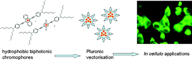 Graphical abstract: Photodynamic therapy and two-photon bio-imaging applications of hydrophobic chromophores through amphiphilic polymer delivery