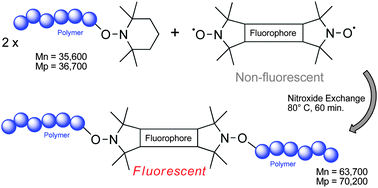 Graphical abstract: Highly efficient, stoichiometric radical exchange reactions using isoindoline profluorescent nitroxides