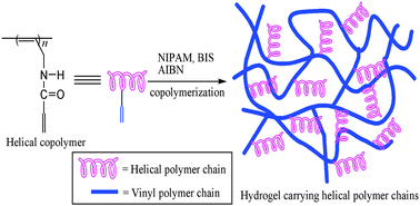 Graphical abstract: Synthesis and chiral recognition of optically active hydrogels containing helical polymer chains