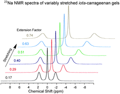 Graphical abstract: NMR of Na+, glycine and HDO in isotropic and anisotropic carrageenan gels