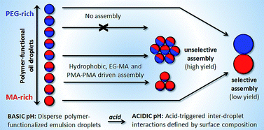 Graphical abstract: The role of responsive branched copolymer composition in controlling pH-triggered aggregation of “engineered” emulsion droplets: towards selective droplet assembly