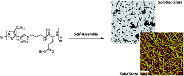 Graphical abstract: Polythiophene–block–poly(γ-benzyl L-glutamate): synthesis and study of a new rod–rod block copolymer