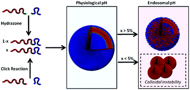 Graphical abstract: Shedding the hydrophilic mantle of polymersomes