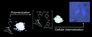 Graphical abstract: Synthesis, characterization and cellular internalization of poly(2-hydroxyethyl methacrylate) bearing α-d-mannopyranose