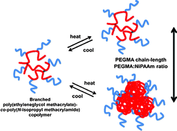 Graphical abstract: Poly(N-isopropylacrylamide) branched polymer nanoparticles