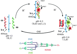 Graphical abstract: An optical-logic system based on cationic conjugated polymer/DNA/intercalating dyes assembly for label-free detection of conformational conversion of DNA i-motif structure