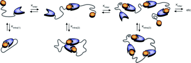 Graphical abstract: Macrocyclization of enzyme-based supramolecular polymers