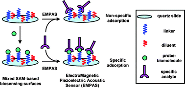 Graphical abstract: New oligoethylene glycol linkers for the surface modification of an ultra-high frequency acoustic wave biosensor