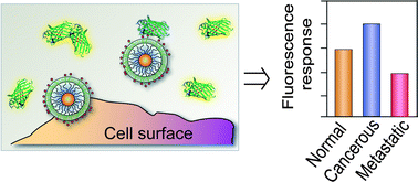 Graphical abstract: Cell surface-based differentiation of cell types and cancer states using a gold nanoparticle-GFP based sensing array