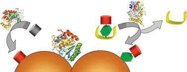 Graphical abstract: The past, present and future of enzyme measurements using surface enhanced Raman spectroscopy