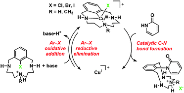 Graphical abstract: Direct observation of CuI/CuIII redox steps relevant to Ullmann-type coupling reactions
