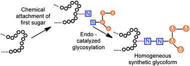 Graphical abstract: Site-selective chemoenzymatic construction of synthetic glycoproteins using endoglycosidases