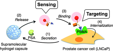 Graphical abstract: Supramolecular hydrogel capsule showing prostate specific antigen-responsive function for sensing and targeting prostate cancer cells