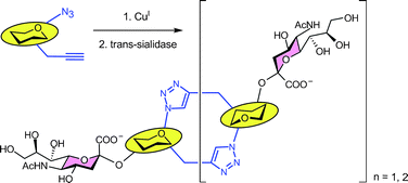 Graphical abstract: Cyclooligomerisation of azido-alkyne-functionalised sugars: synthesis of 1,6-linked cyclic pseudo-galactooligosaccharides and assessment of their sialylation by Trypanosoma cruzi trans-sialidase